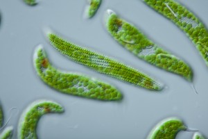  Las microalgas se encuentran en mantos acuíferos de agua dulce, salada e incluso en aguas residuales.